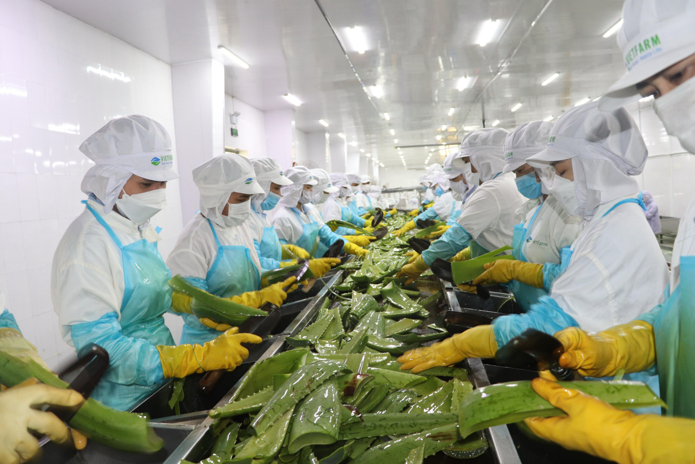 Công ty G.C Food phục hồi thị trường xuất khẩu