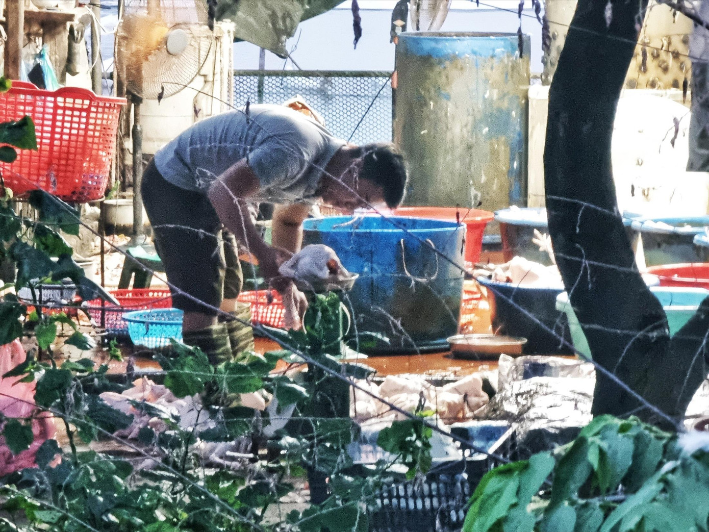 Một cơ sở giết mổ thủ công cạnh mương nước đen ngay trước cổng chợ gia cầm Hà Vĩ - Ảnh: Dương Hưng Một cơ sở giết mổ thủ công cạnh mương nước đen ngay trước cổng chợ gia cầm Hà Vĩ - Ảnh: Dương Hưng