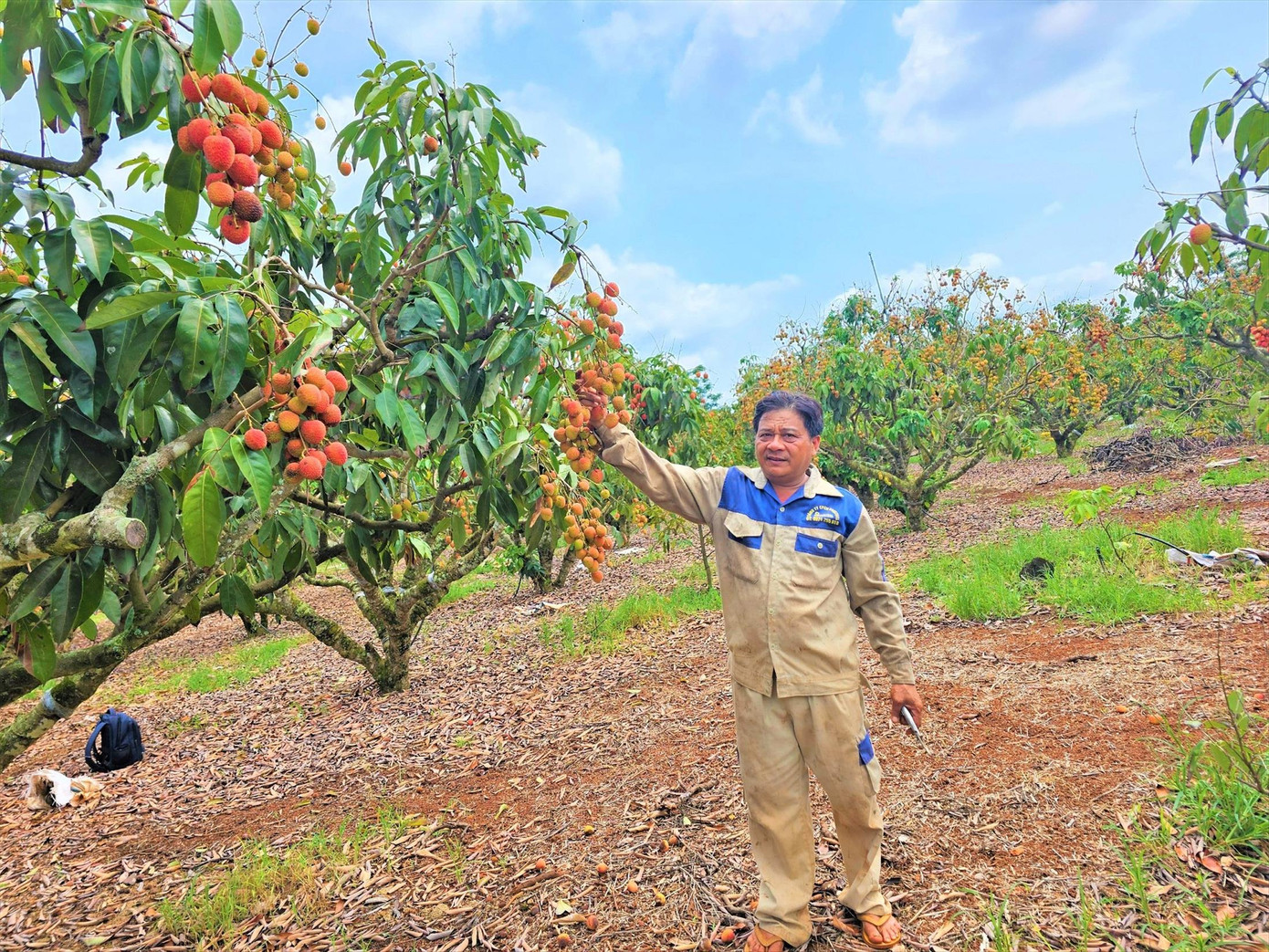 Anh Hải bên vườn vải đang cho thu hoạch.