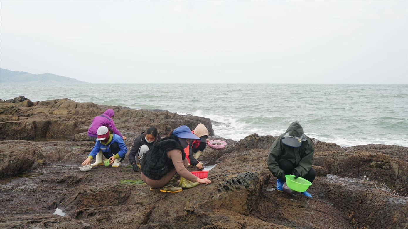 Phụ nữ xã Quảng Đông đang hái rong mứt Phụ nữ xã Quảng Đông đang hái rong mứt