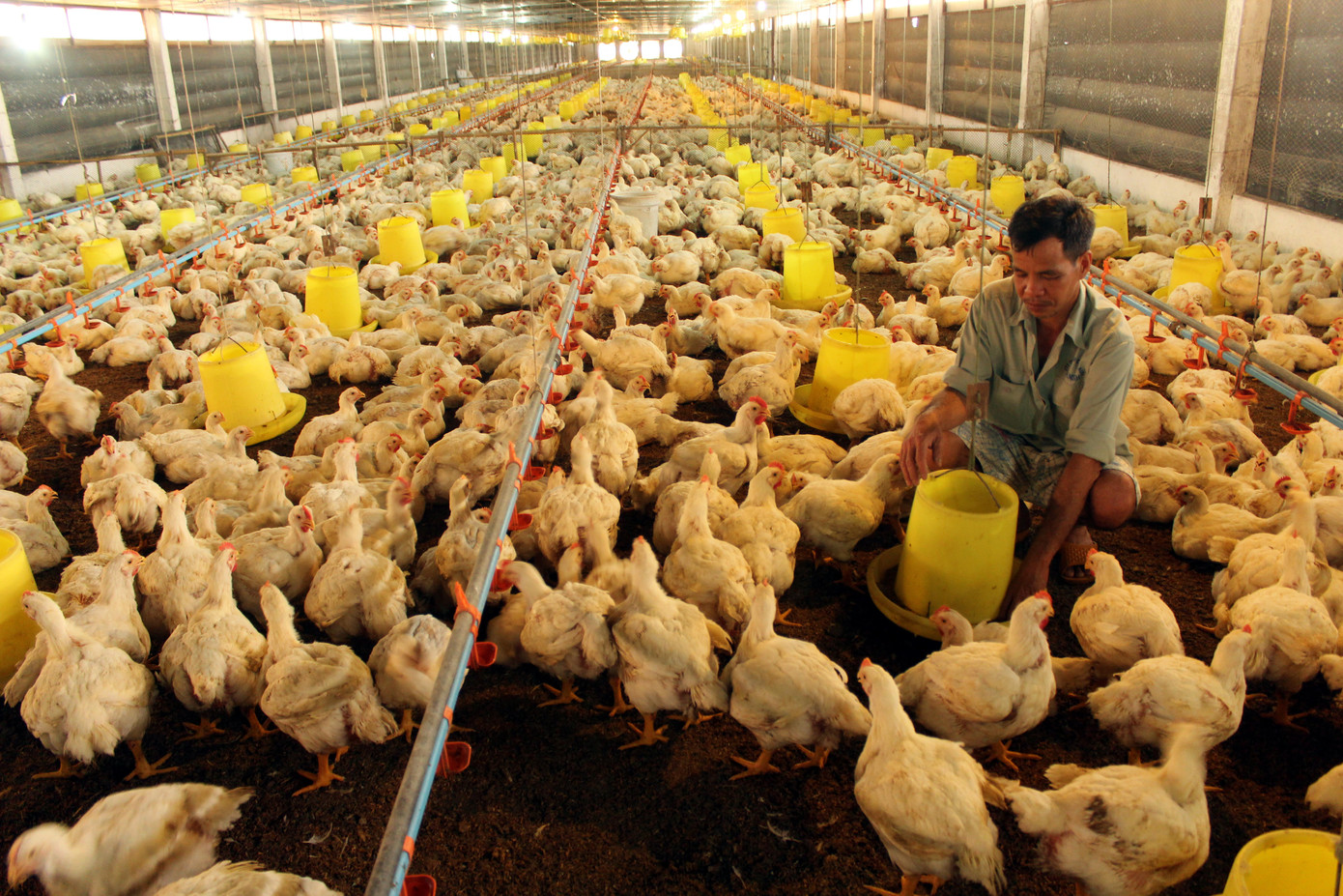 Trại gà của ông Minh đang trong tình hình bấp bênh vì thua lỗ. Ảnh: M.T