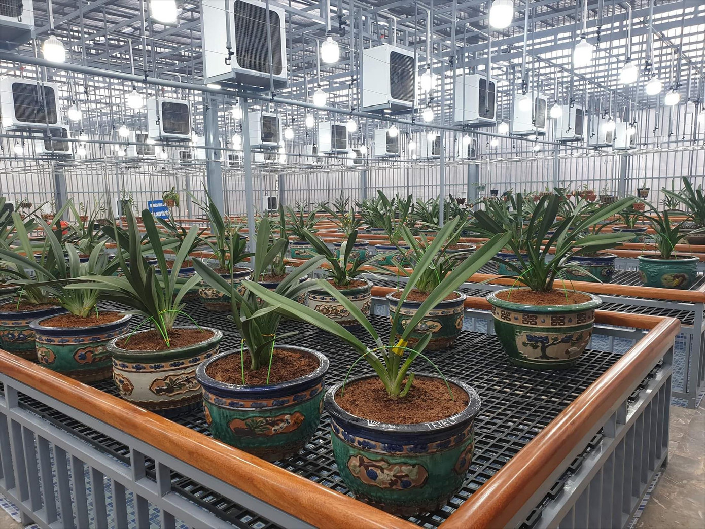 Vườn lan đột biến rộng hàng nghìn mét vuông của 2 anh em Giang, Thanh Vườn lan đột biến rộng hàng nghìn mét vuông của 2 anh em Giang, Thanh