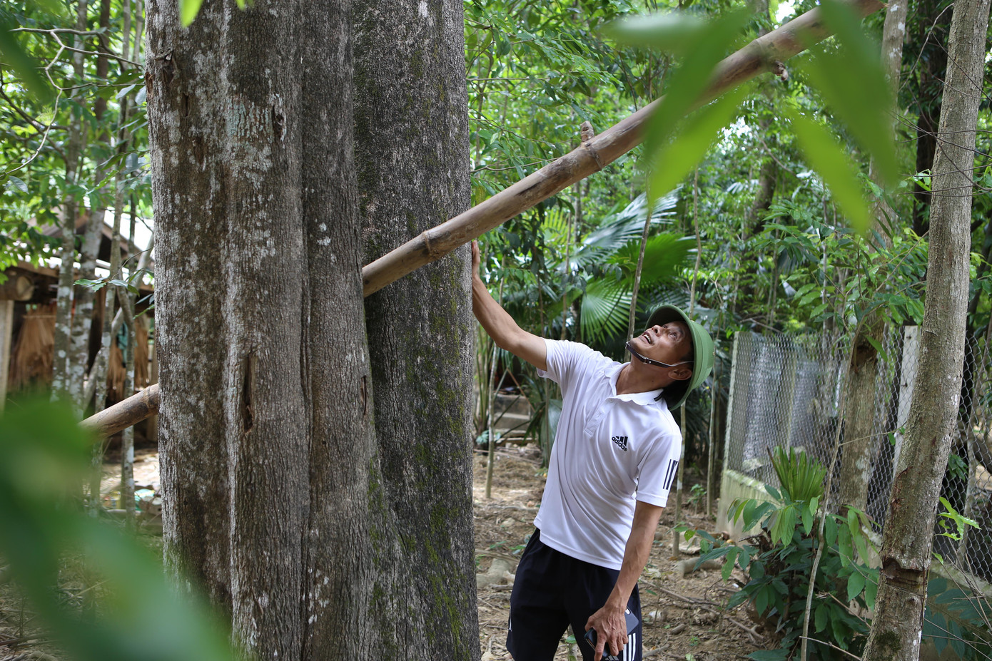 Gốc dó trầm có tuổi đời khoảng 100 năm, được mua với giá 200 triệu đồng