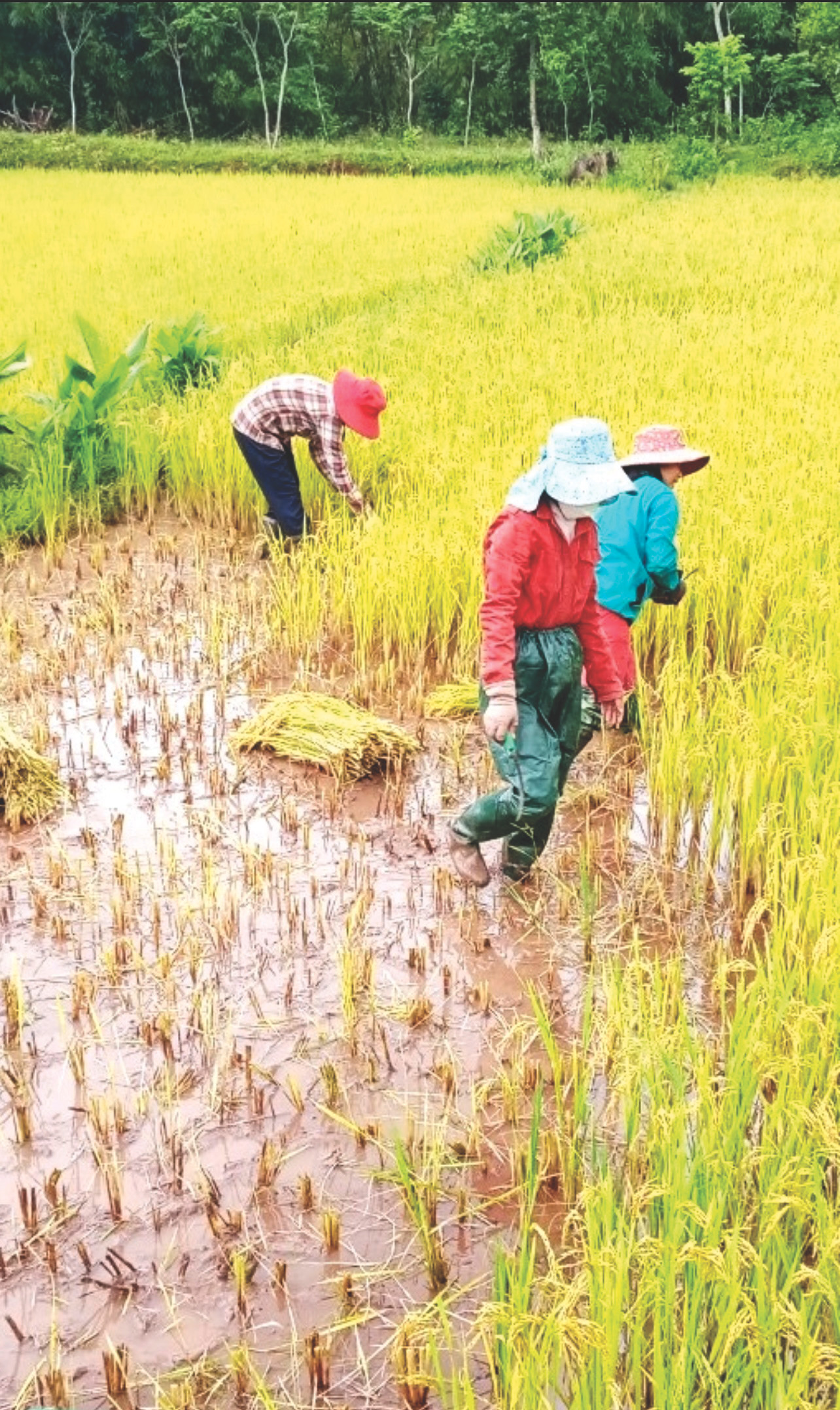 Mùa gặt lúa nếp than ở xã A Ngo.