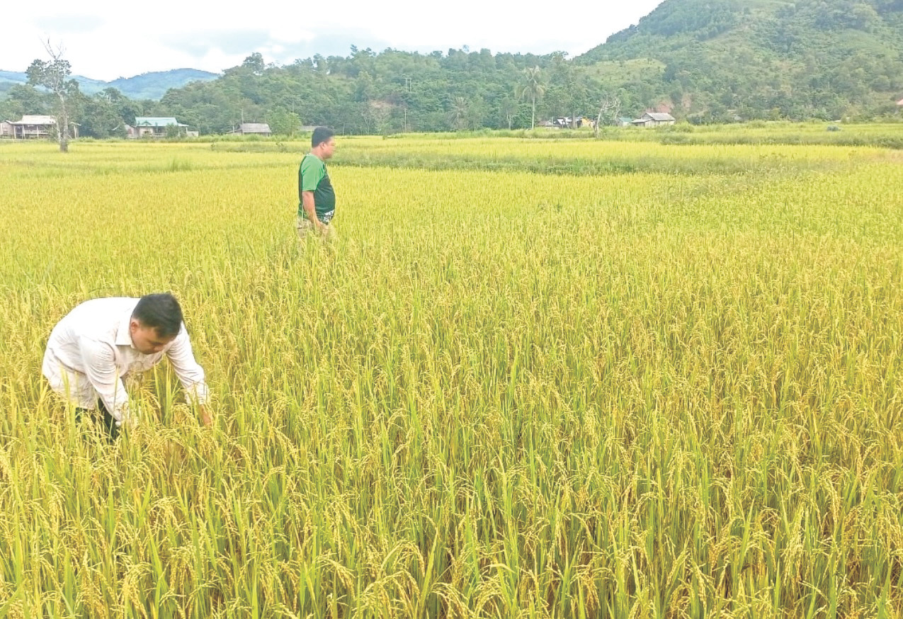 Lúa nếp than trĩu hạt trên những thửa ruộng thiếu nước.