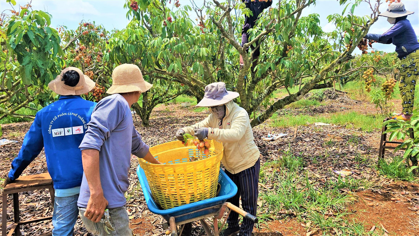 Công nhân đang thu hoạch vải.