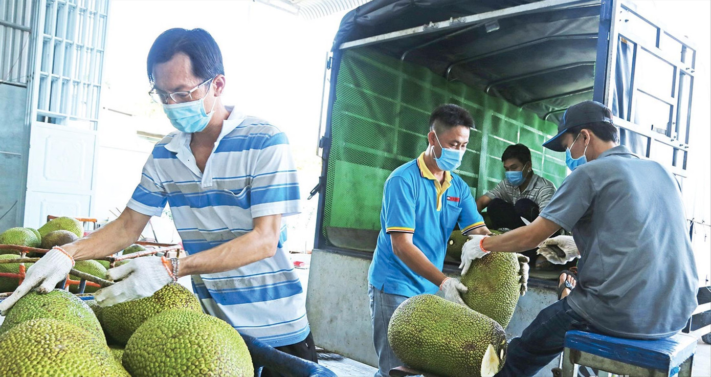 Mít tại ĐBSCL đang vào vụ thu hoạch nhưng bí đầu ra khiến giá rớt xuống thấp