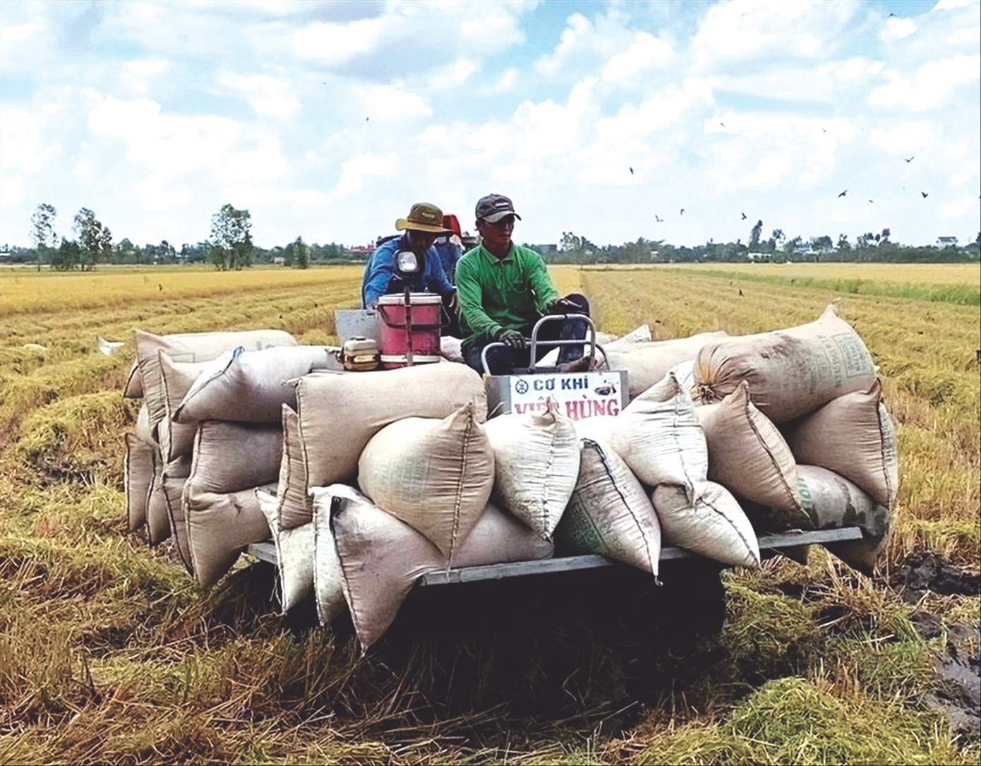 Nông dân thu hoạch lúa tại HTX Mỹ Đông 2.