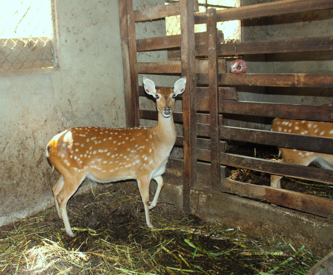Hươu sao dễ chăm sóc, nhưng nhạy cảm mùi Hươu sao dễ chăm sóc, nhưng nhạy cảm mùi