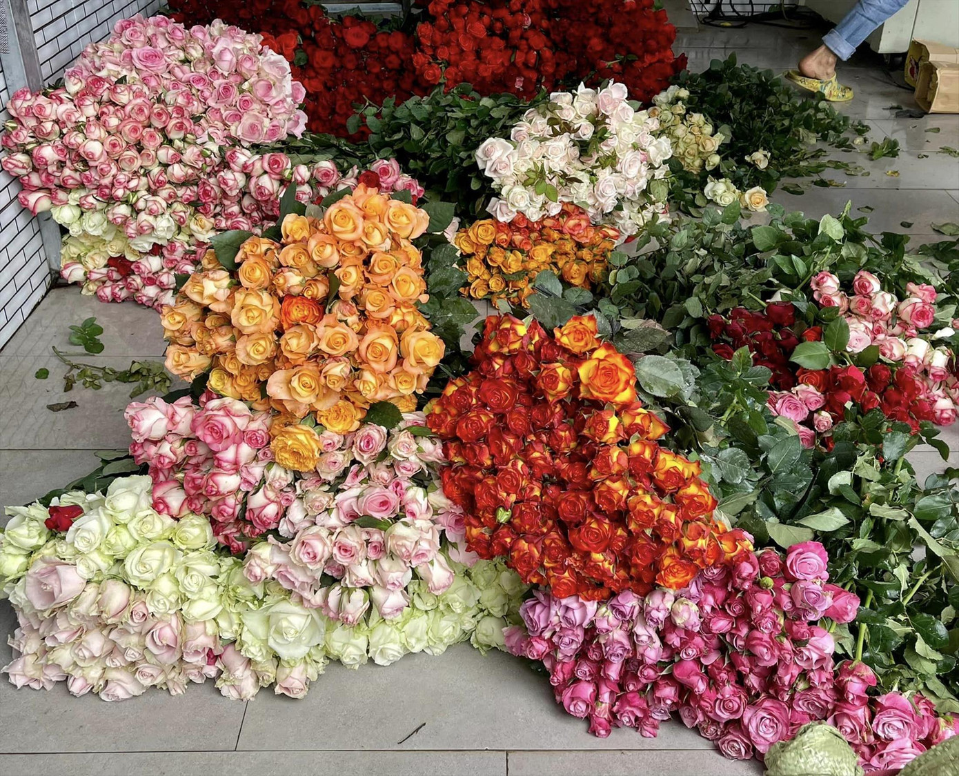 Những giống hoa hồng đẹp hút khách dịp 20/10 Những giống hoa hồng đẹp hút khách dịp 20/10