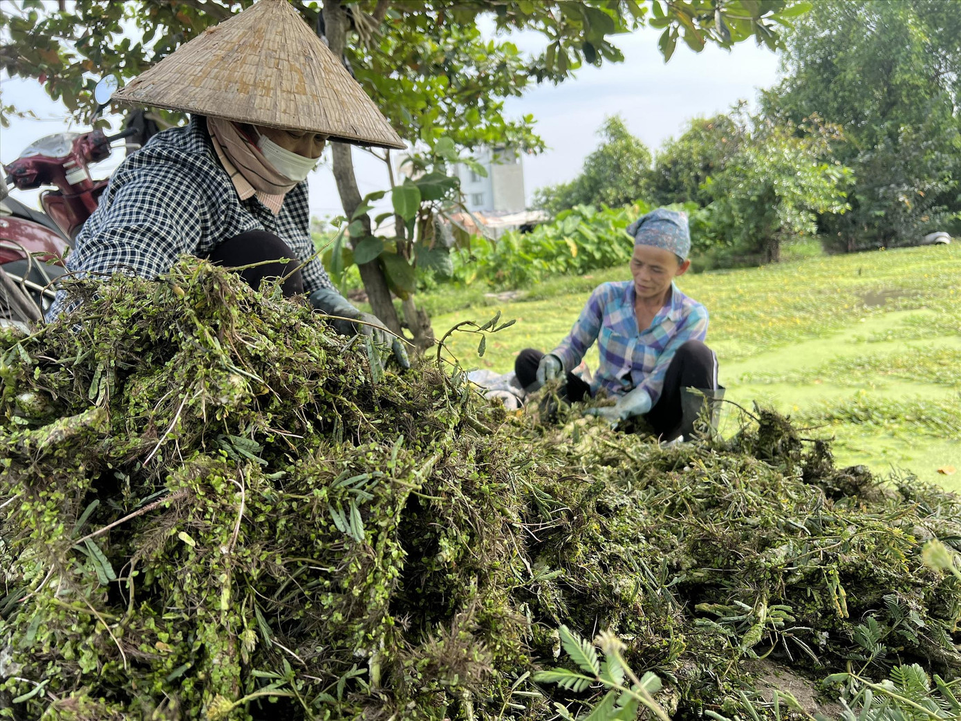 Những người phụ nữ sơ chế rau nhút ngay trên bờ ruộng