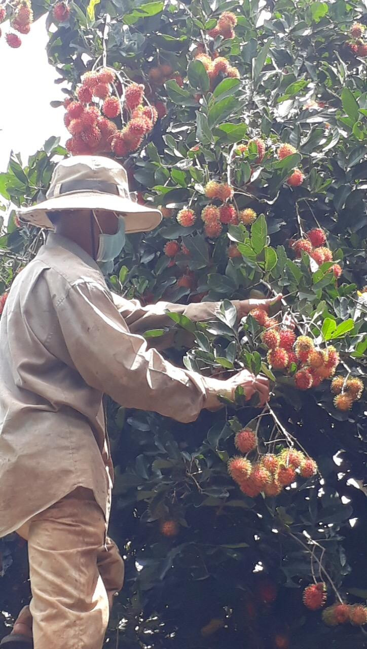 Chôm chôm chín đỏ cây, dân chỉ còn biết hái làm thức ăn nuôi dê. Ảnh: Mạnh Thắng Chôm chôm chín đỏ cây, dân chỉ còn biết hái làm thức ăn nuôi dê. Ảnh: Mạnh Thắng