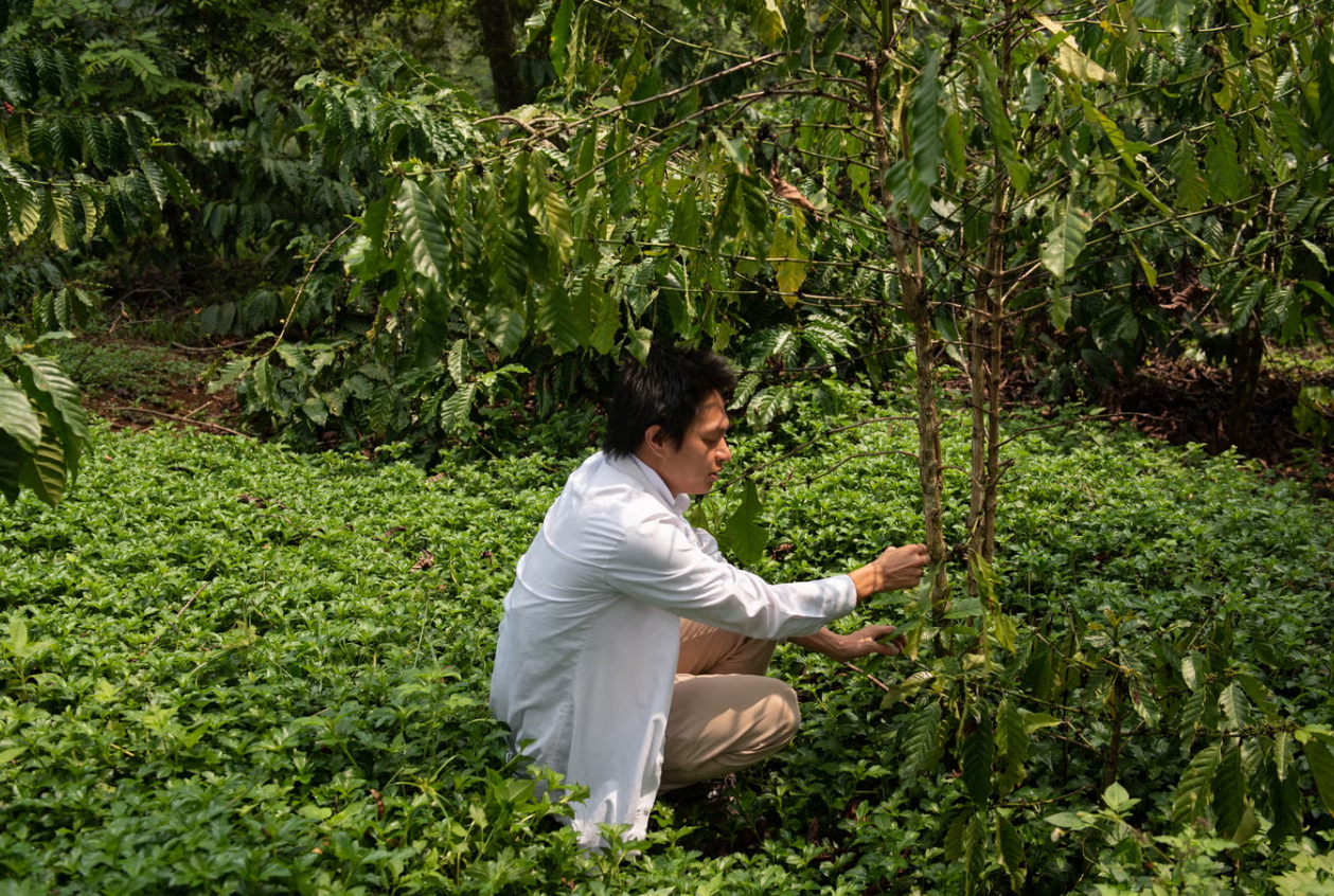 Anh Thuận Sarzynski khoe cây cà phê vối tại tỉnh Lâm Đồng