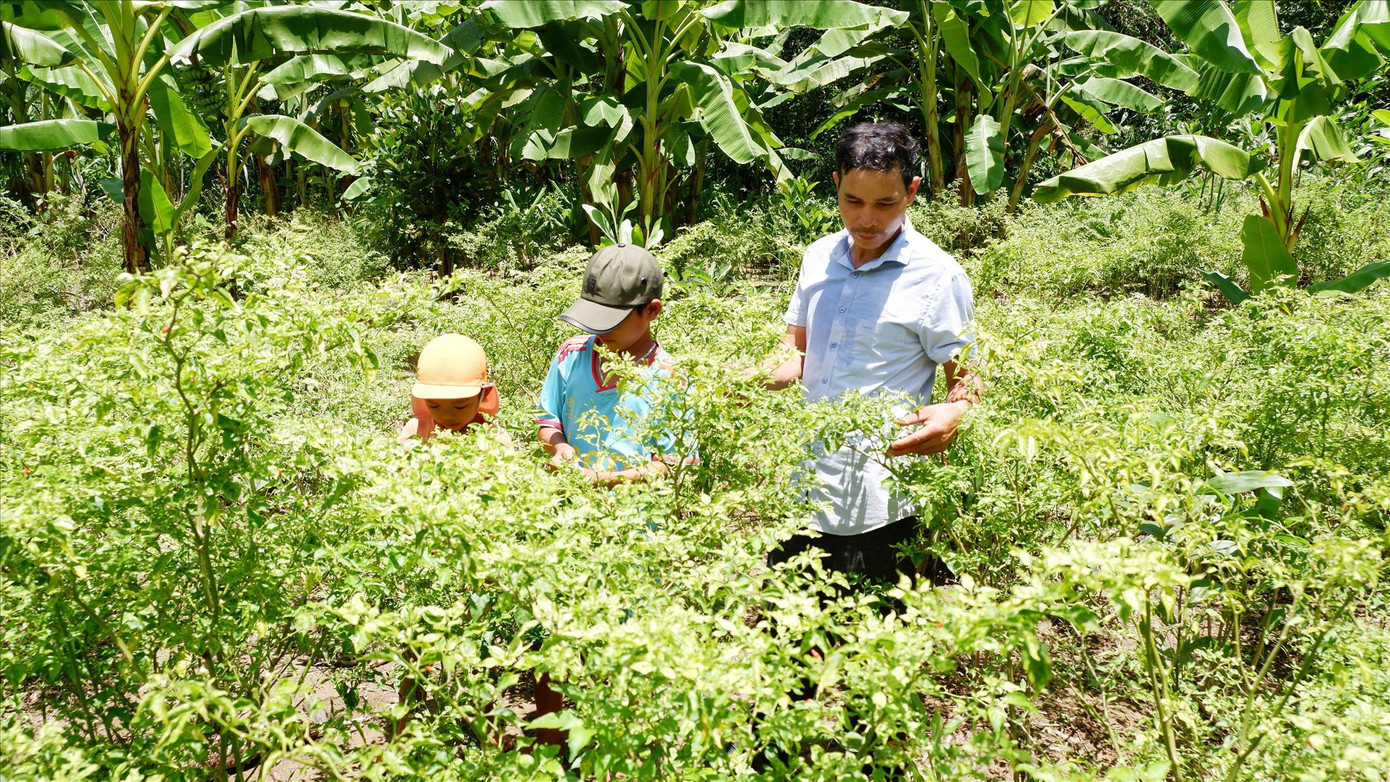 Vườn ớt Ariêu của người dân thôn A Sờ phát triển tự nhiên giữa núi rừng. Ảnh: Nguyễn Thành