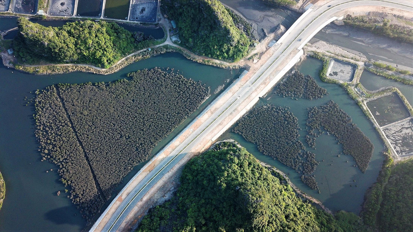 Gần 5ha rừng ngập mặn bị chết không rõ nguyên nhân. Ảnh: Hoàng Dương