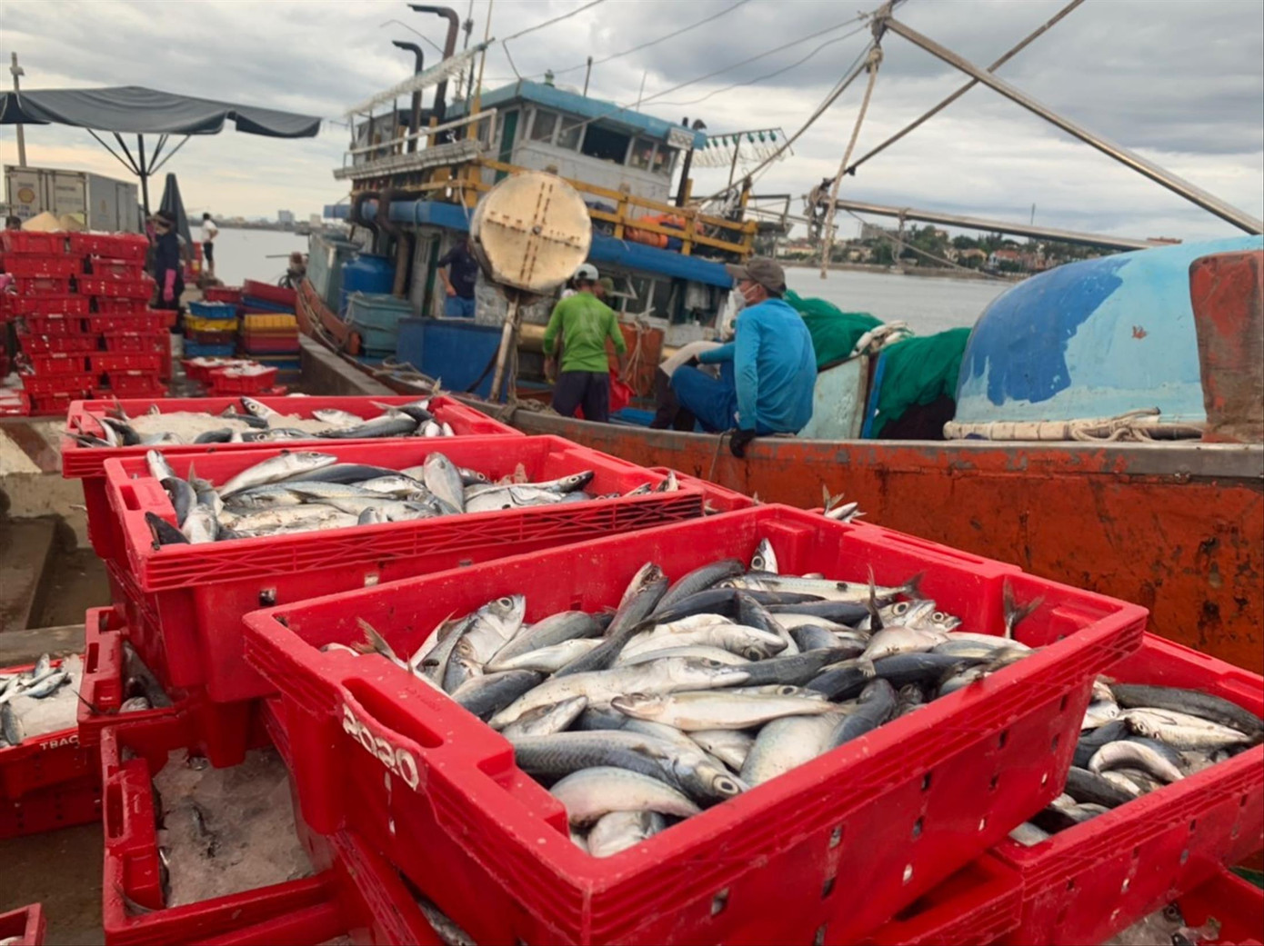 Chuyến đi “trúng đậm” cá nục của ngư dân xã Bảo Ninh