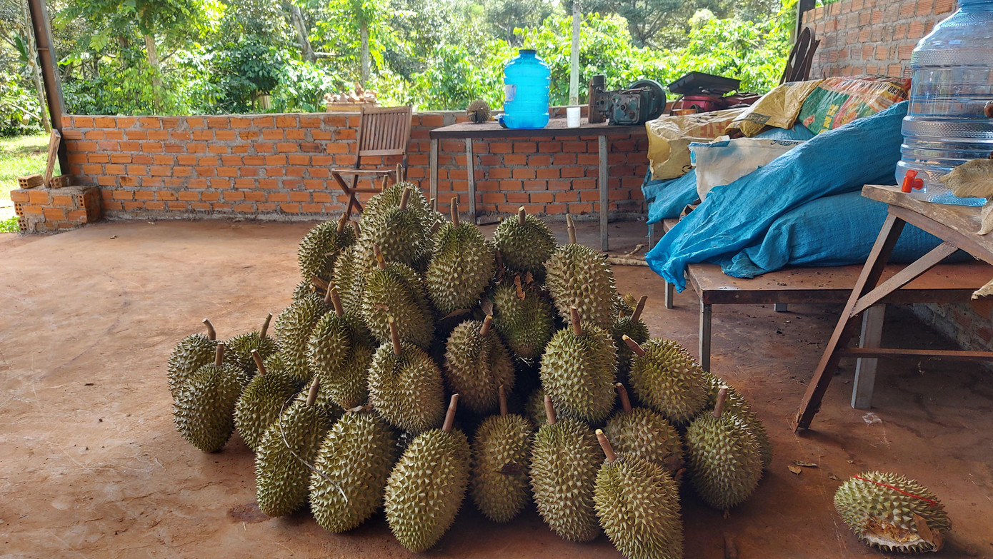 Sầu riêng ở Đắk Lắk chờ thương lái đến mua. Ảnh: Huỳnh Thủy Sầu riêng ở Đắk Lắk chờ thương lái đến mua. Ảnh: Huỳnh Thủy