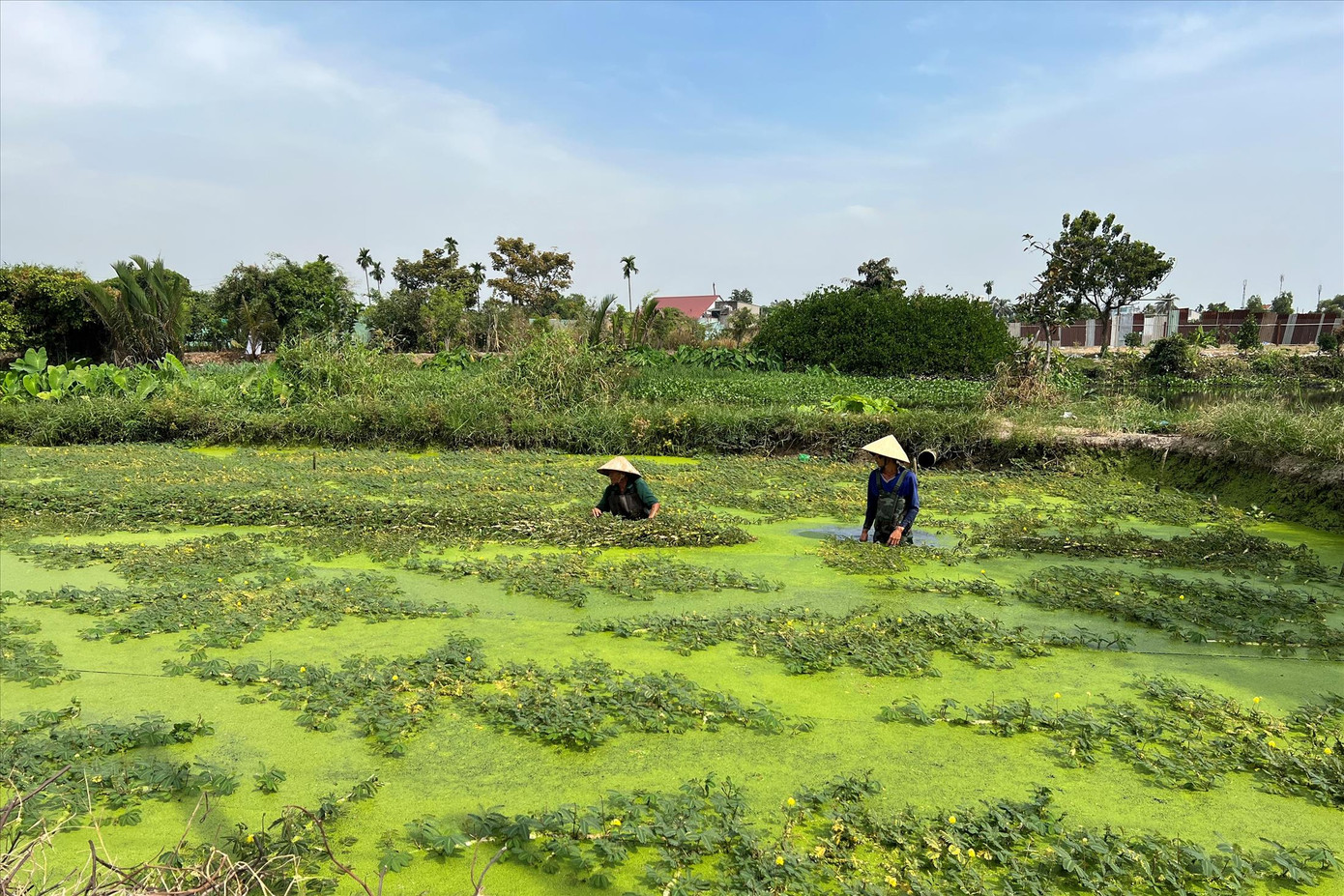 Ông Phan Văn Hoàng cùng người cháu ngày ngày trầm mình dưới nước trồng, thu hoạch rau nhút