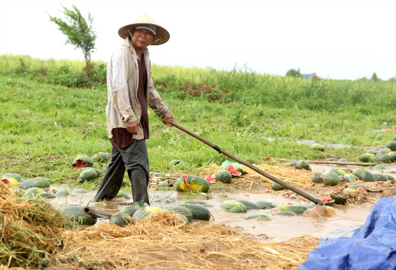 Ruộng dưa của ông Dũng bị ngập úng