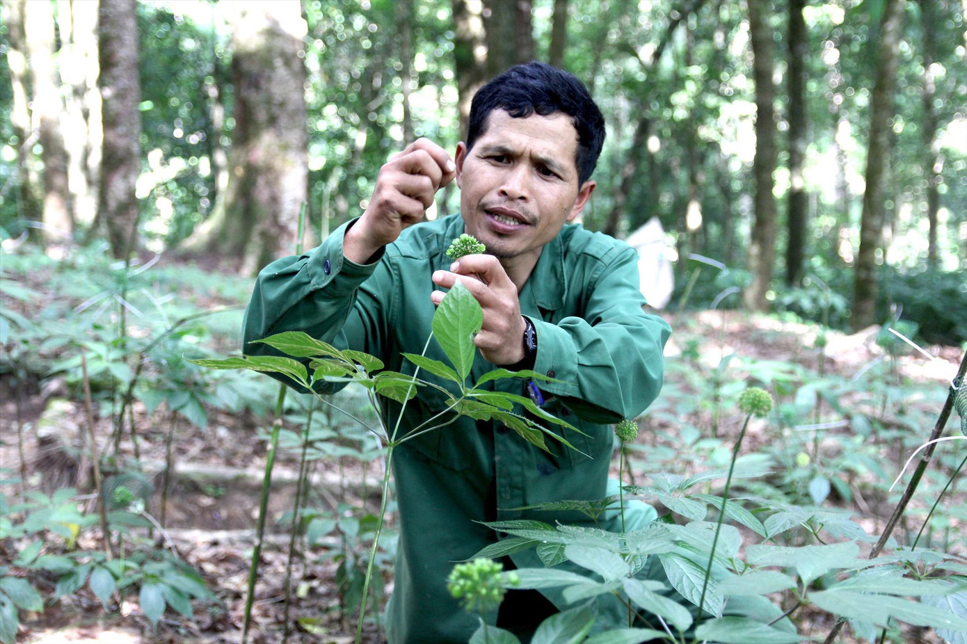 Ông A Chung chăm sóc sâm Ngọc Linh