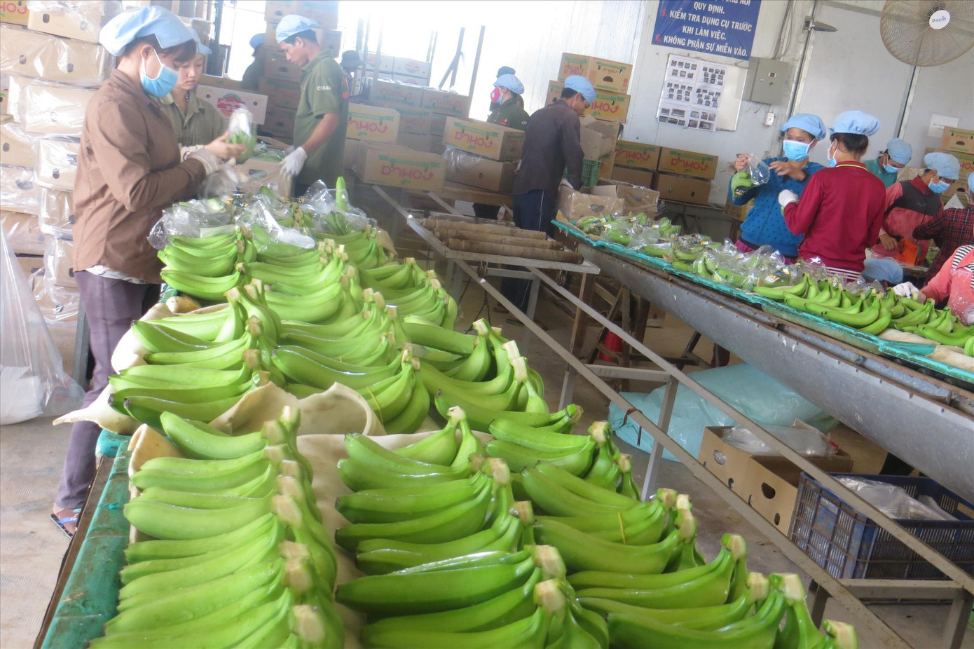 Xuất khẩu trái cây bằng đường chính ngạch sẽ giảm bài toán ùn ứ nông sản. Ảnh: U.P
