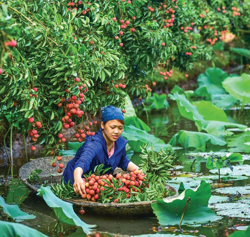 Muốn quả vải phát triển bền vững, người dân cần thay đổi thói quen sản xuất để đáp ứng tiêu chuẩn xuất khẩu