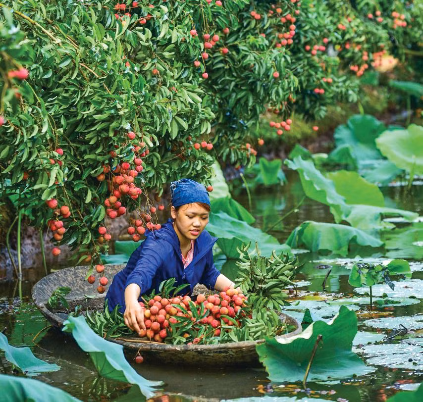 Muốn quả vải phát triển bền vững, người dân cần thay đổi thói quen sản xuất để đáp ứng tiêu chuẩn xuất khẩu