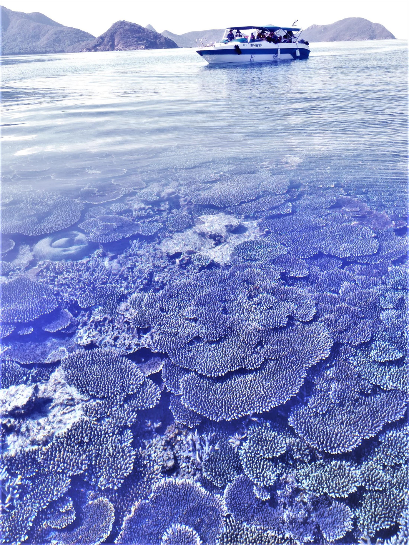 Bãi san hô Hòn Tre Lớn Ảnh: Trần Nguyên Anh