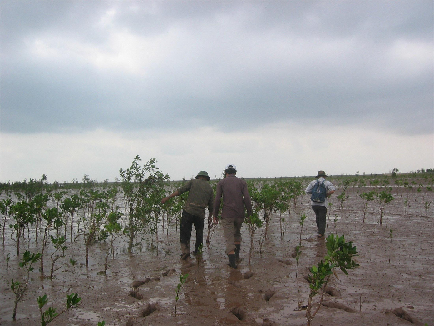 Mô hình phục hồi rừng ở Khu bảo tồn thiên nhiên Tiền Hải Ảnh: TL