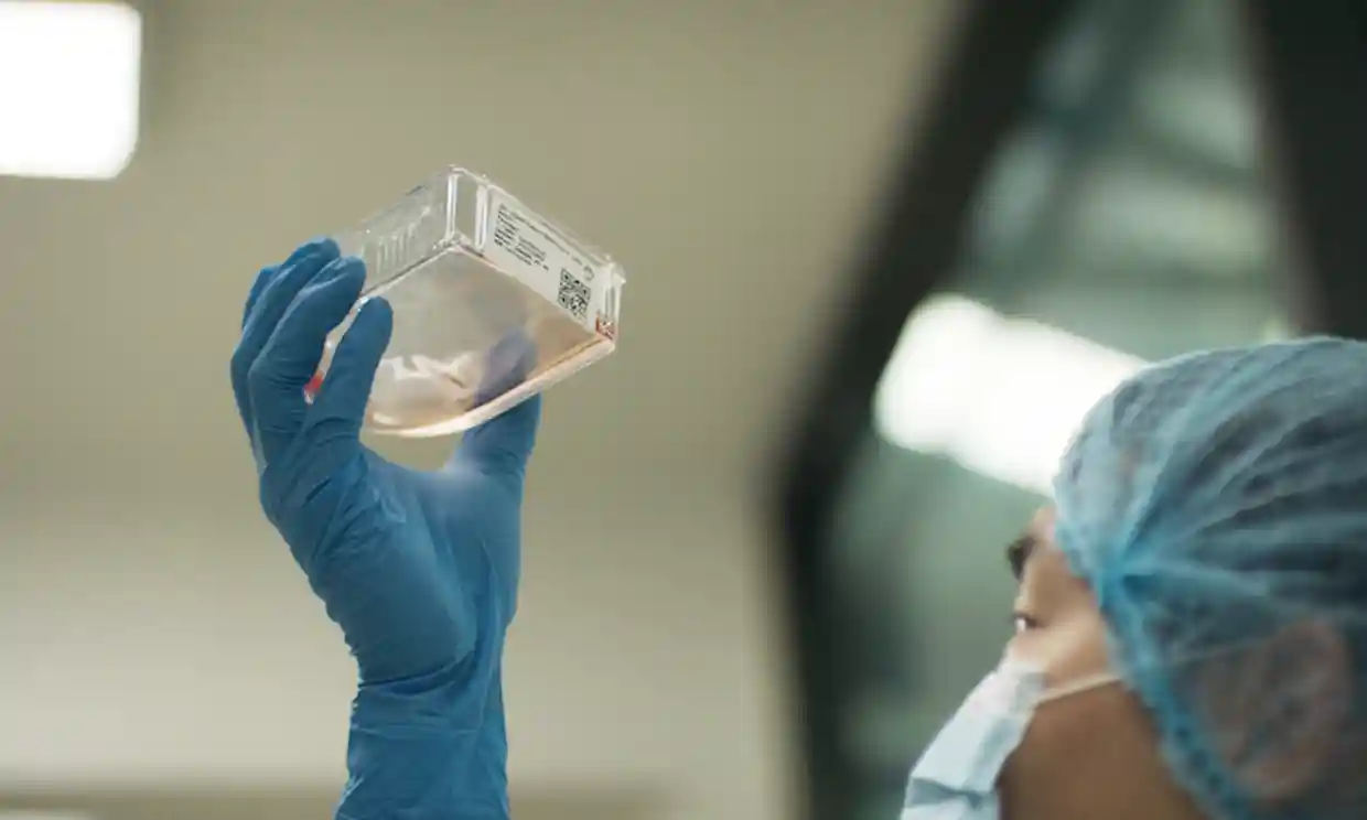 Các tế bào sản xuất protein thịt voi ma mút được tạo ra tại Viện Kỹ thuật sinh học Úc tại Đại học Queensland Các tế bào sản xuất protein thịt voi ma mút được tạo ra tại Viện Kỹ thuật sinh học Úc tại Đại học Queensland