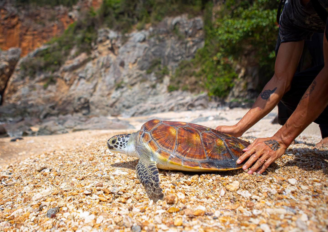 Bàn giao chú rùa Wonder (ăn phải rác thải nhựa và bị cá mập cắn cụt 2 chi sau) cho khu bảo tồn biển Cù Lao Chàm Ảnh: Sasa