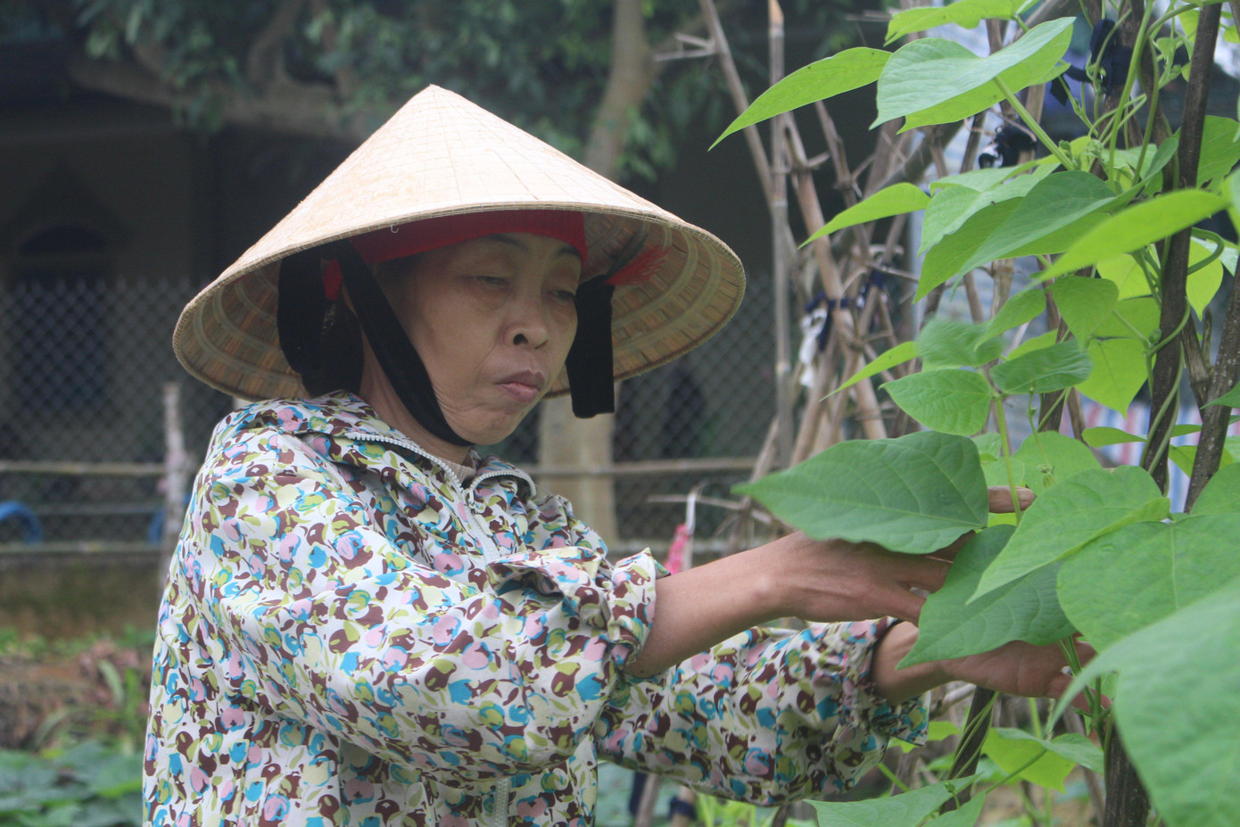 Bà Phan Thị Hoa - Mẹ kế suốt 15 năm chăm lo 8 người con của chồng