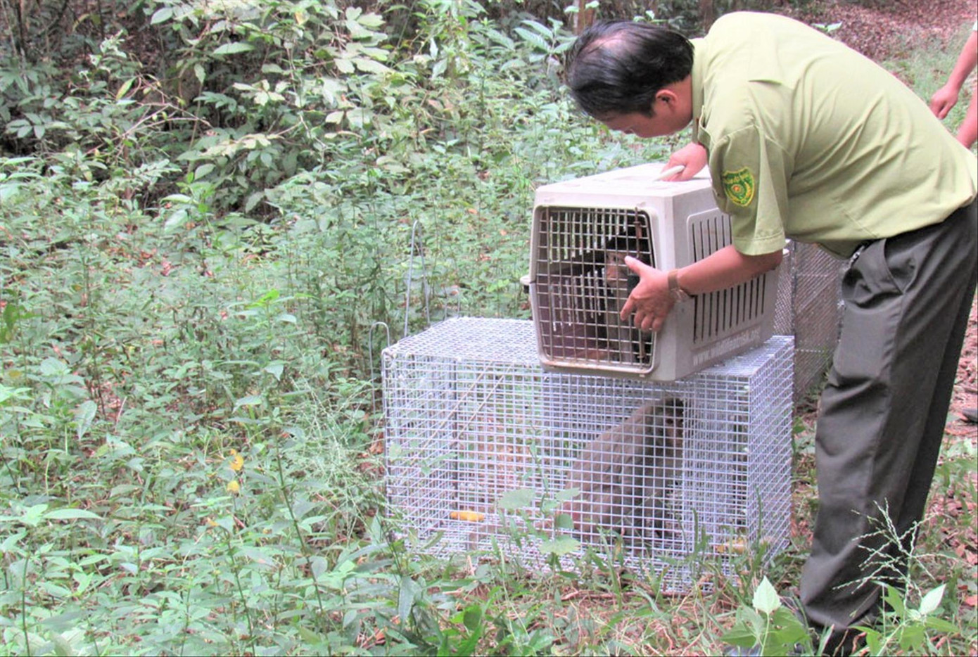 Khỉ ở núi Châu Thới được di chuyển đến khu bảo tồn