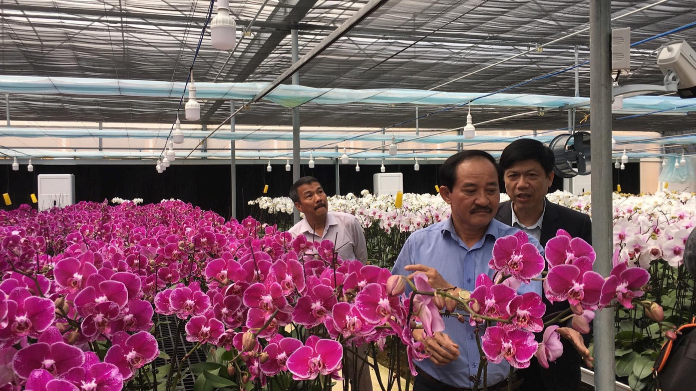 Người dân Hướng Việt trồng hoa kiểng ở Sa Mù bán Tết