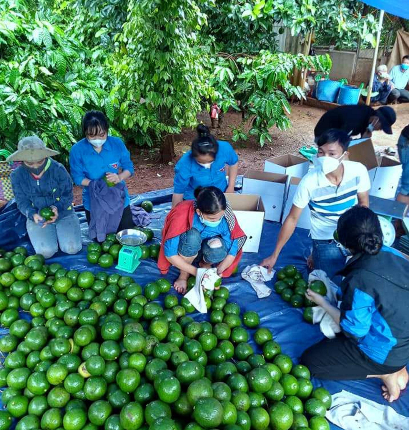 Đoàn thanh niên hỗ trợ người dân thu hoạch bơ