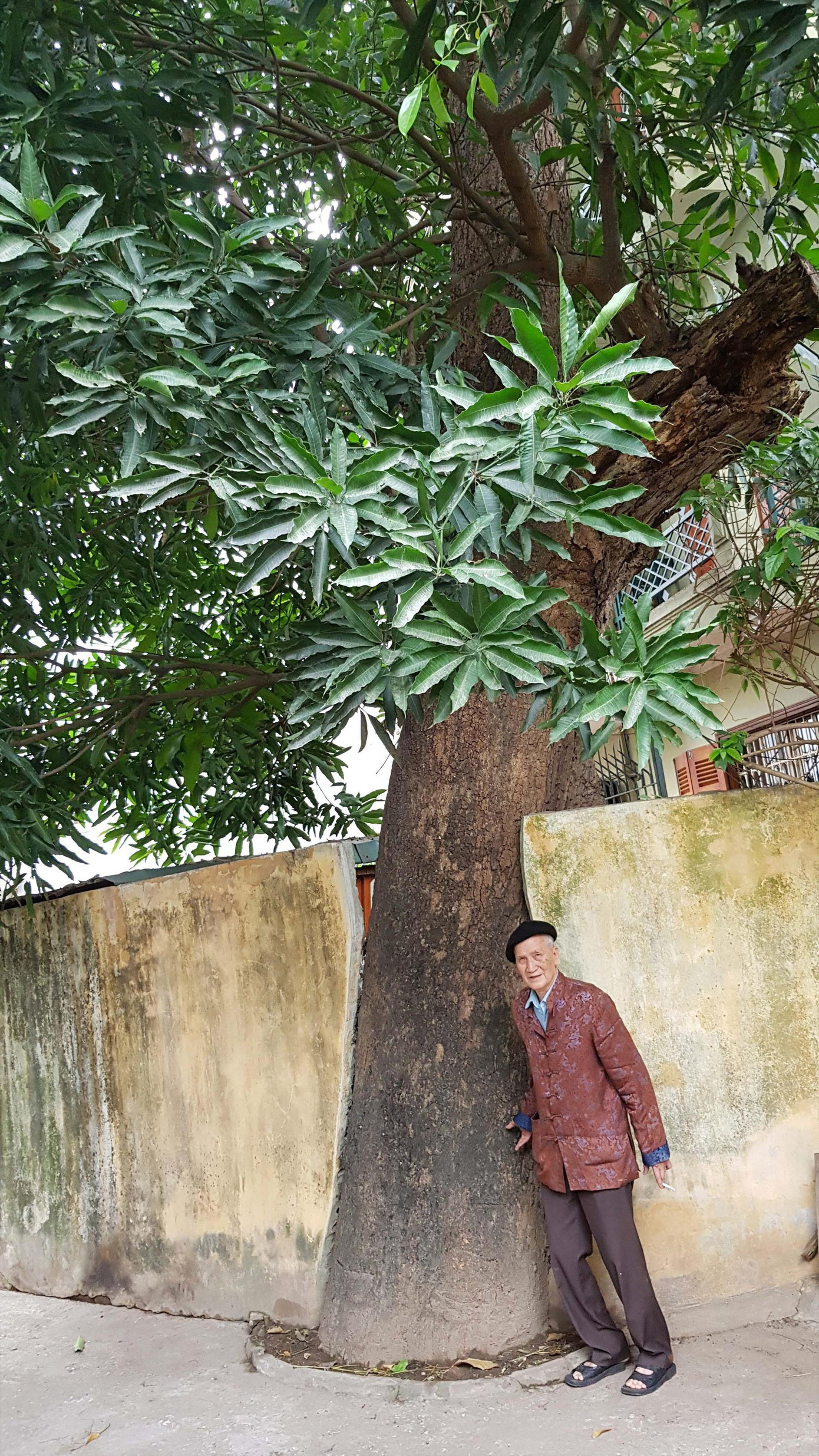 Ông Nguyễn Văn Tùng bên “cụ” muỗm duy nhất còn sống tại đền Voi Phục-Thụy Khuê. Ảnh: Kiến Nghĩa