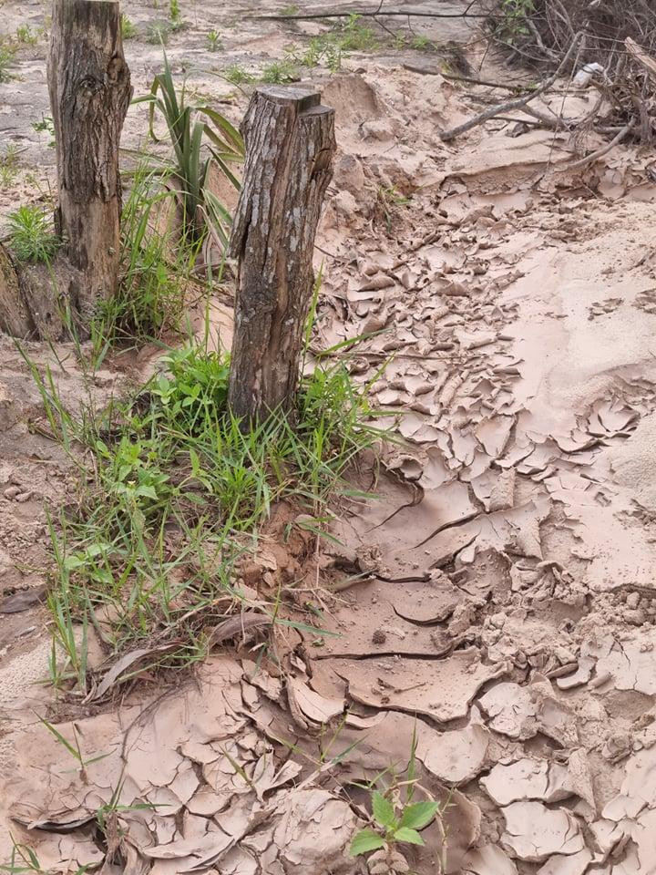 Bùn phủ kín, khiến cây cối chết khô Ảnh: Quang Long