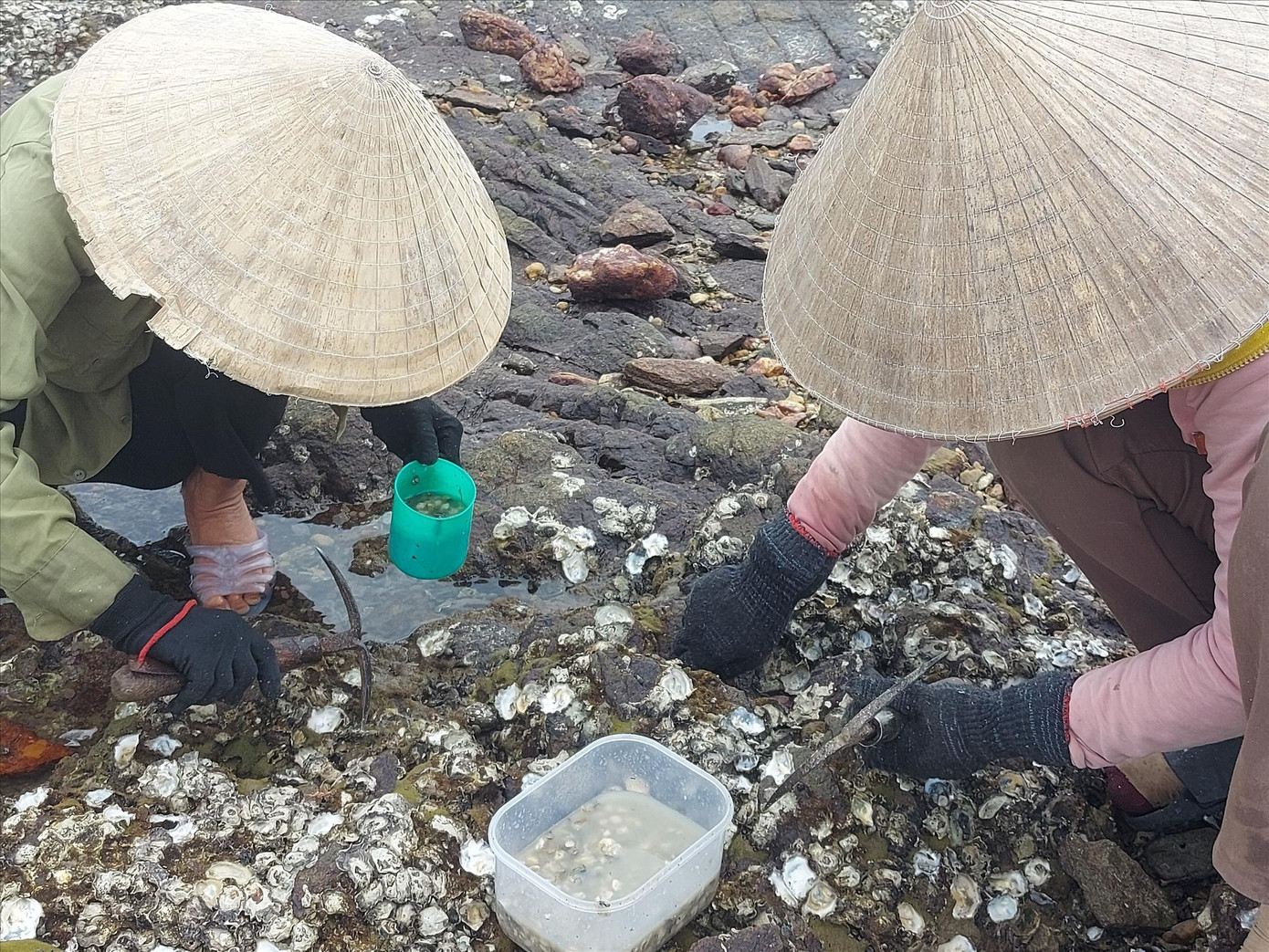 Dụng cụ làm nghề đơn giản chỉ là một chiếc búa nhọn 2 đầu, 1 con dao nhỏ và 1 cái ca đựng hàu