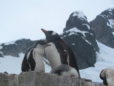 Thiều Anh sẽ làm bộ phim ngắn về chim cánh cụt ở Nam Cực 