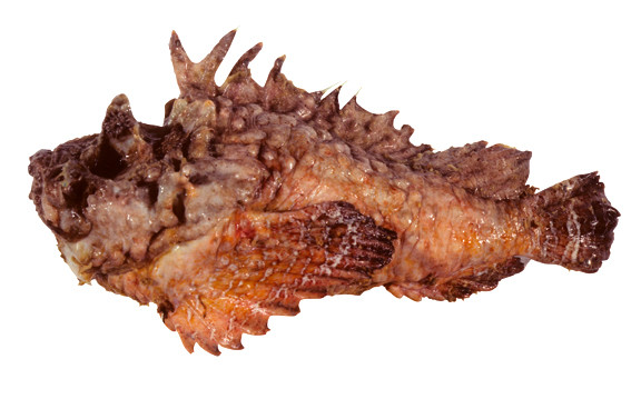 Rắn hổ độc giao chiến dữ dội với cá mặt quỷ ảnh 4