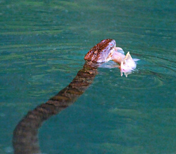 Rắn hổ độc giao chiến dữ dội với cá mặt quỷ ảnh 2