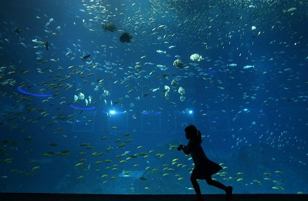 Viện hải dương học S.E.A. ở Singapore nắm giữ Kỷ lục Guinness Thế giới về tấm kính lớn nhất thế giới và viện hải dương học lớn nhất thế giới (có 80.000 sinh vật thuộc 800 loài động vật biển cùng sinh sống trong 42,9 triệu lít nước biển)