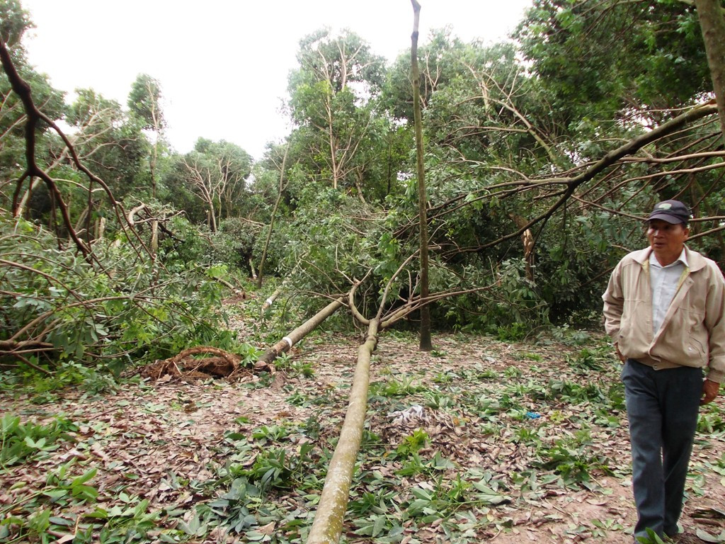 Ông Cư bần thần trước vườn cây cao su bị bão quật gãy