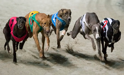 Đua chó ở Vũng Tàu đang là môn giải trí được nhiều người ưa thích