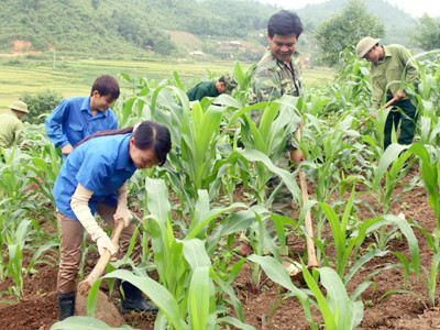 Giúp dân chăm sóc cây ngô 