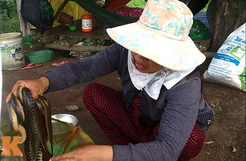 Người bán dùng tay không bốc mớ rắn từ trong bao ra để chào hàng. Những con rắn này đã bị chích điện nên lờ đờ, yếu ớt