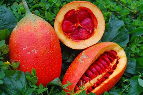 Gấc - thần dược cho sức khỏe