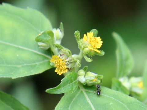 Món ăn, bài thuốc cho người bệnh viêm khớp