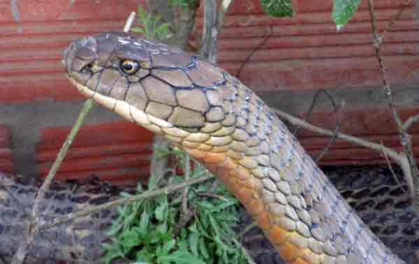 Cặp rắn hổ mây “khủng” đang được chăm sóc rất tốt ảnh 1