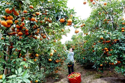 Agribank tăng cường 'dẫn vốn' cho Tam nông góp phần đẩy lùi tín dụng đen ảnh 3